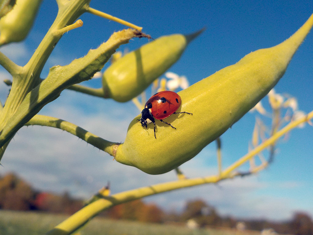 Coccinelle