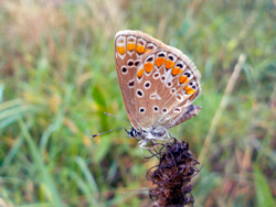 papillon